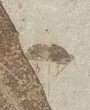 Fossil Populus Leaf w/ Insect - Green River Formation #16287-1